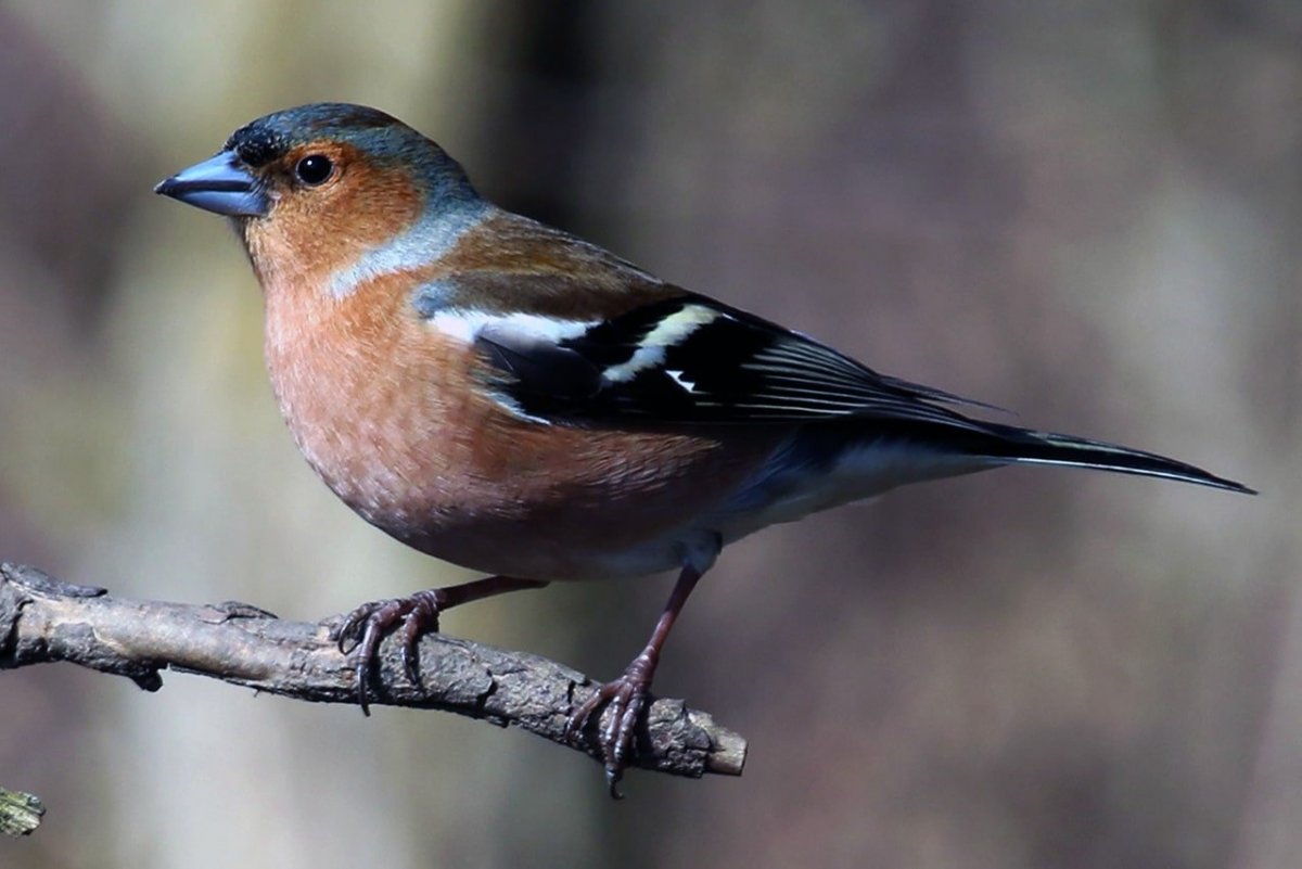 Щегол и Зяблик и Сойка