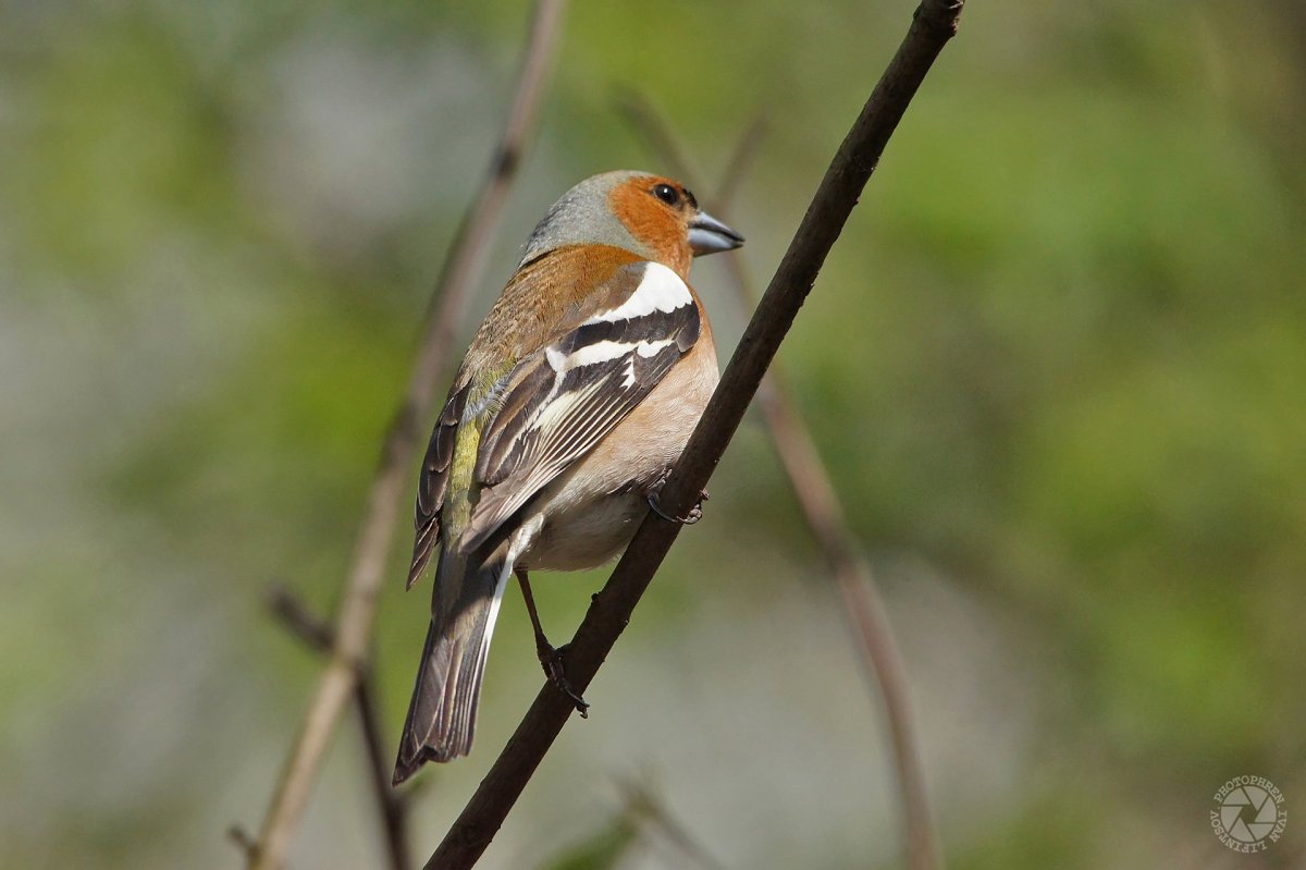 Птица Сойка Крымская