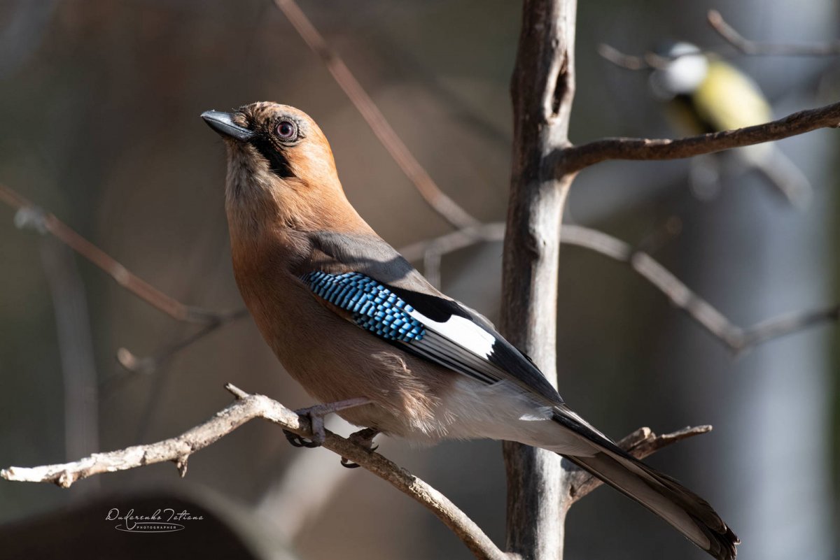 Птицы Подмосковья Сойка