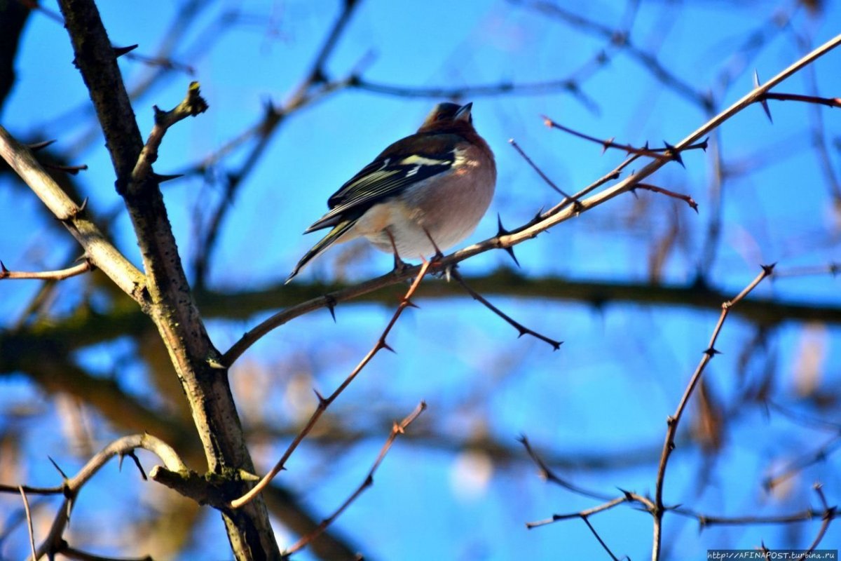 Птицы которые прилетают летом