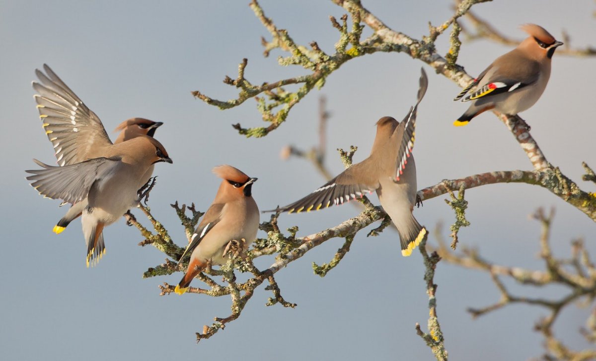 Перелетные птицы с хохолком на голове