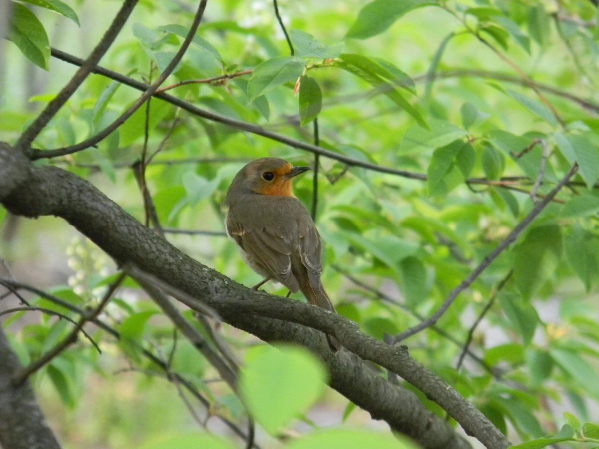 Зимующие птицы Сойка