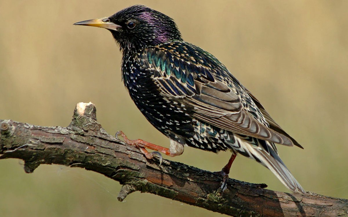 Скворец пересмешник