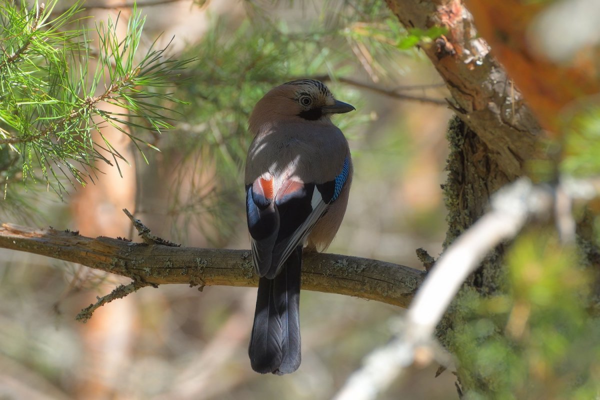Зарянка молодая птица