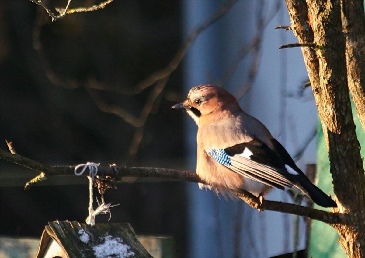 Стая светлогрудых Дроздов