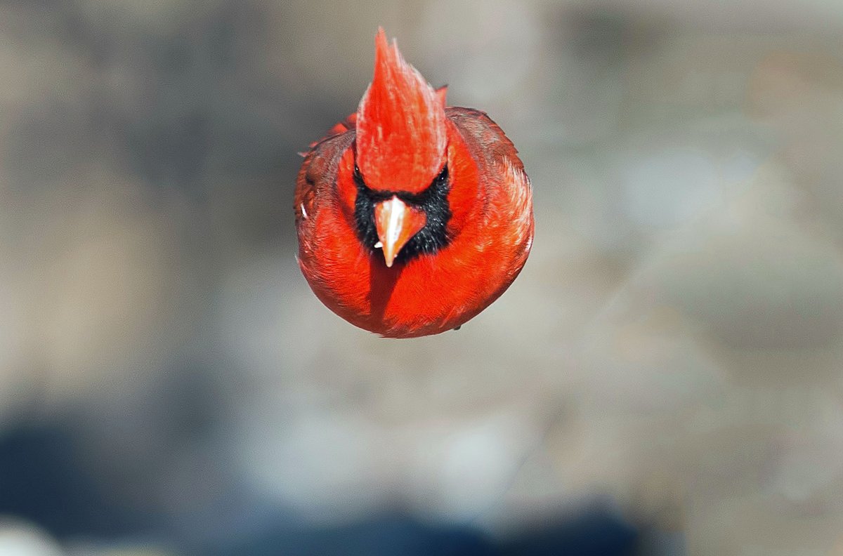 Angry Birds Red игрушка мягкая