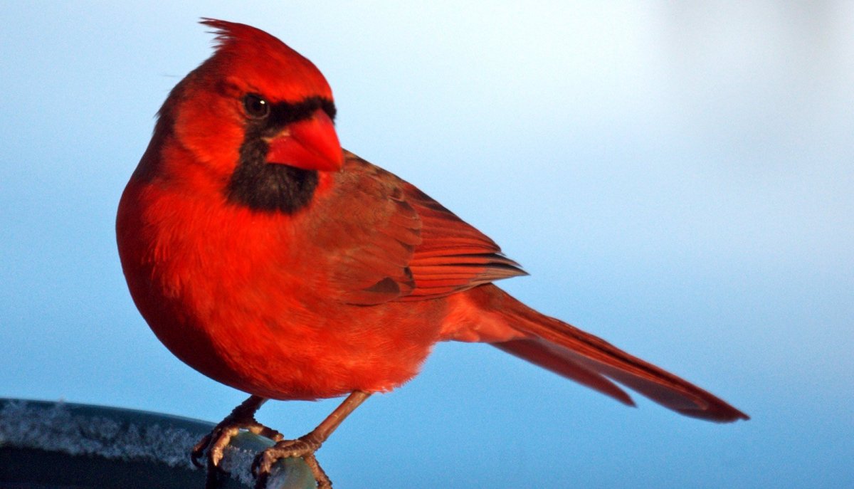 Angry Birds Red игрушка мягкая