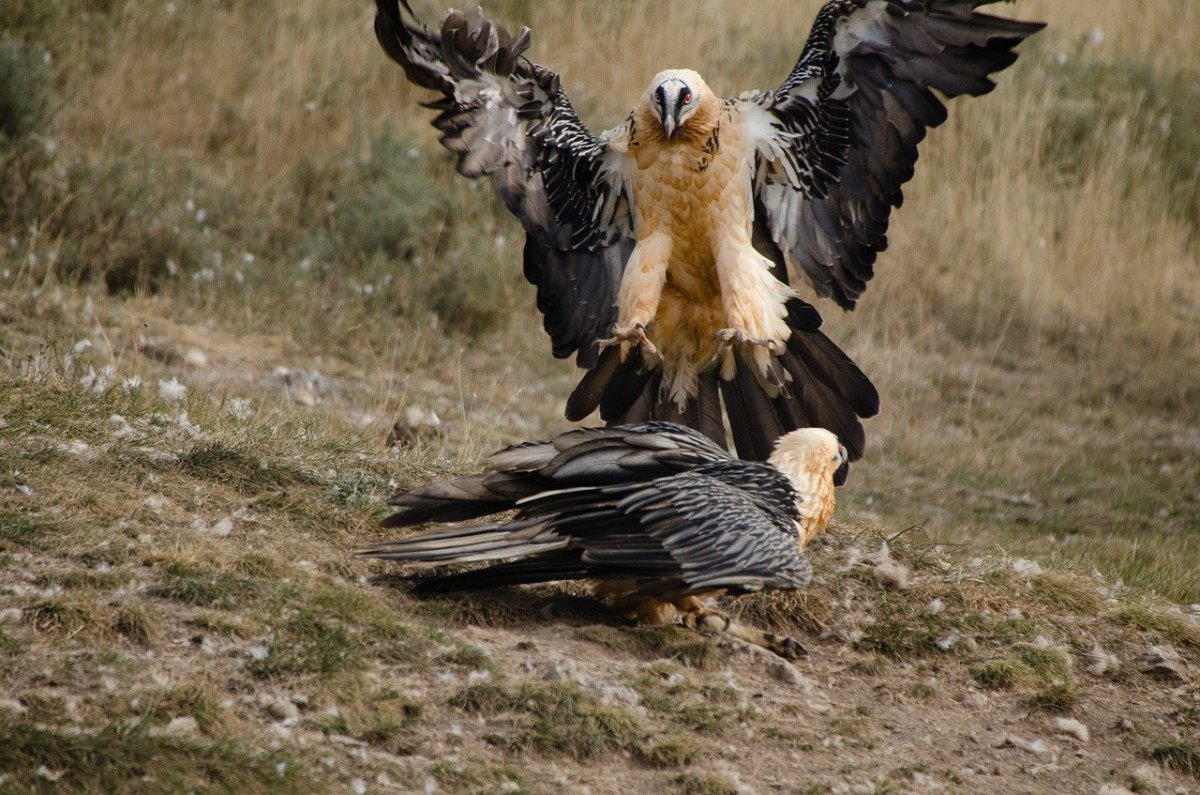 Орел Стервятник