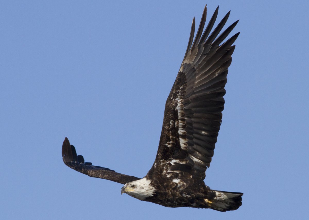 Орел ястреб Сокол Коршун Беркут