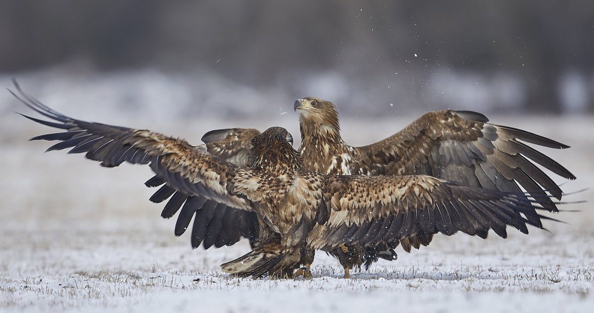 Беркут ястреб Коршун