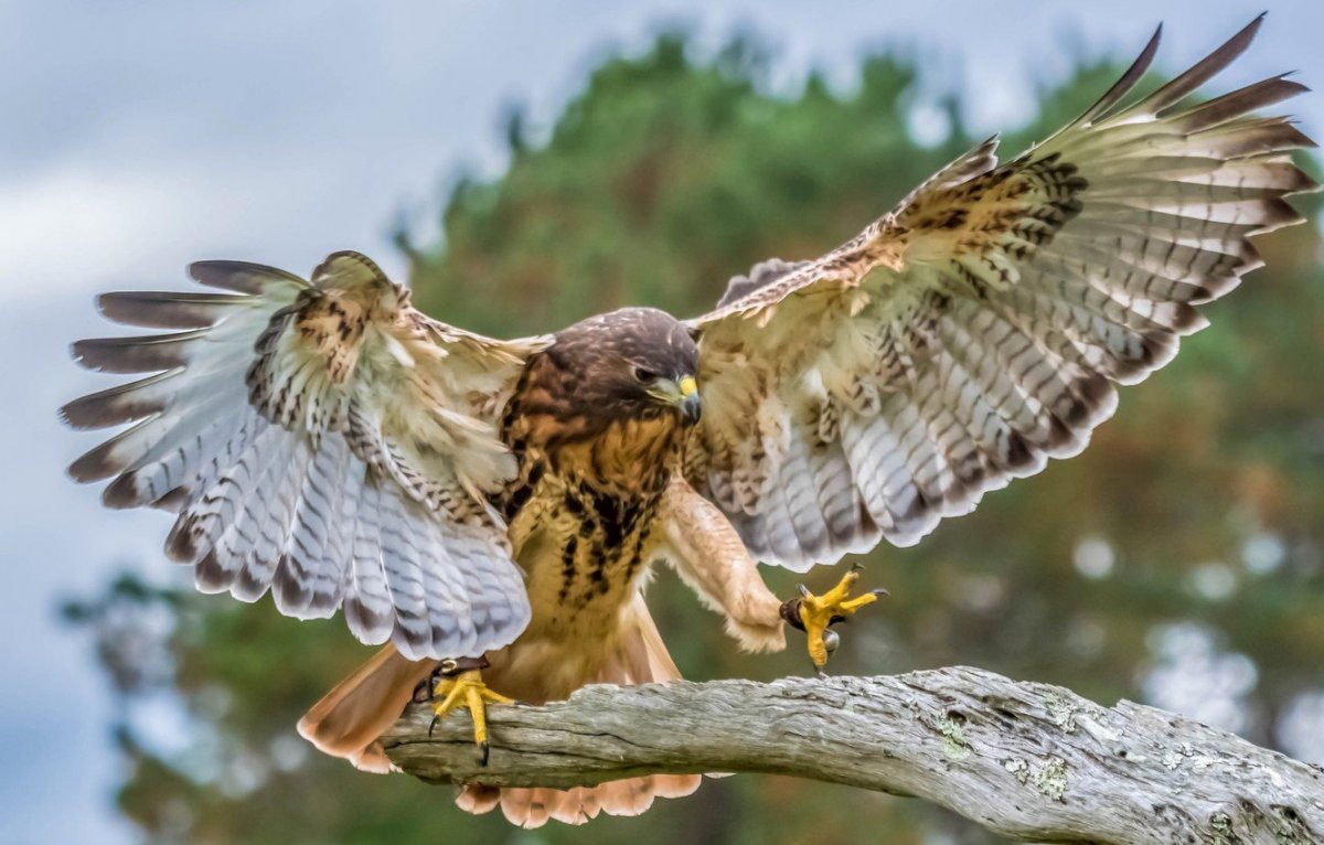 Хищные птицы Соколообразные
