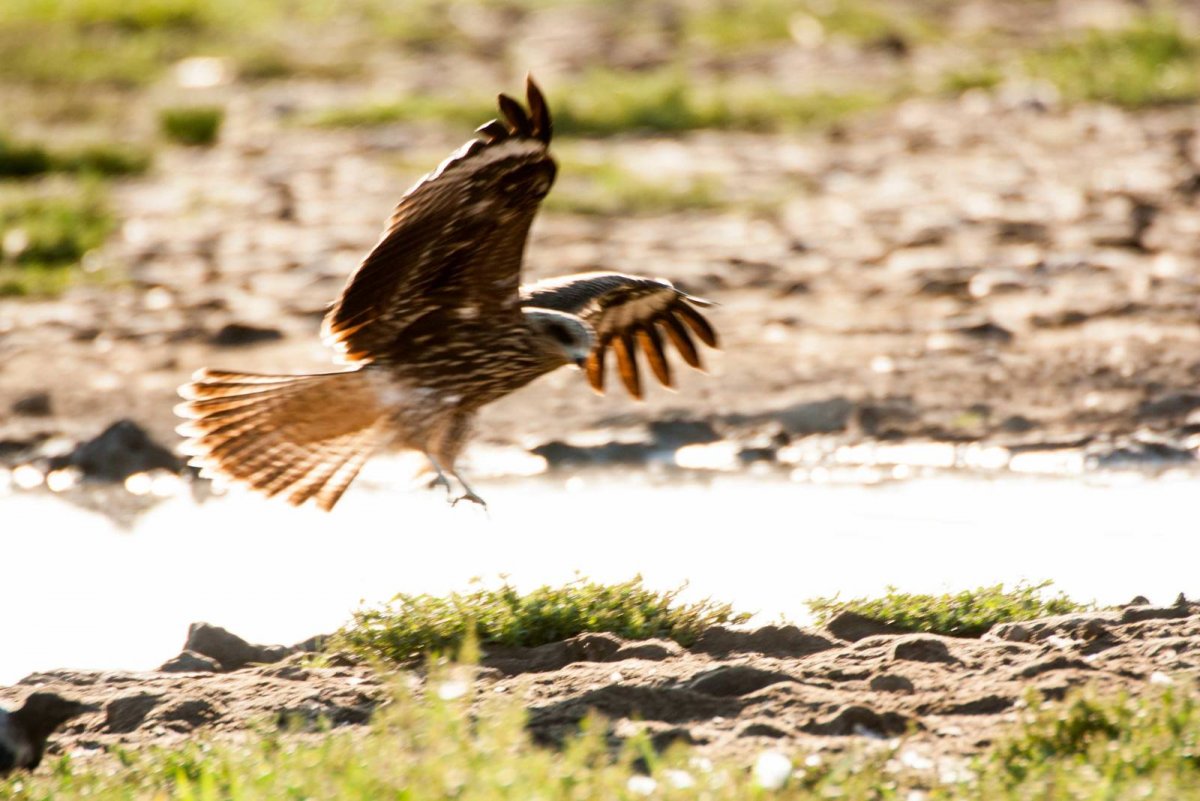 Коршун фото птицы в лесу