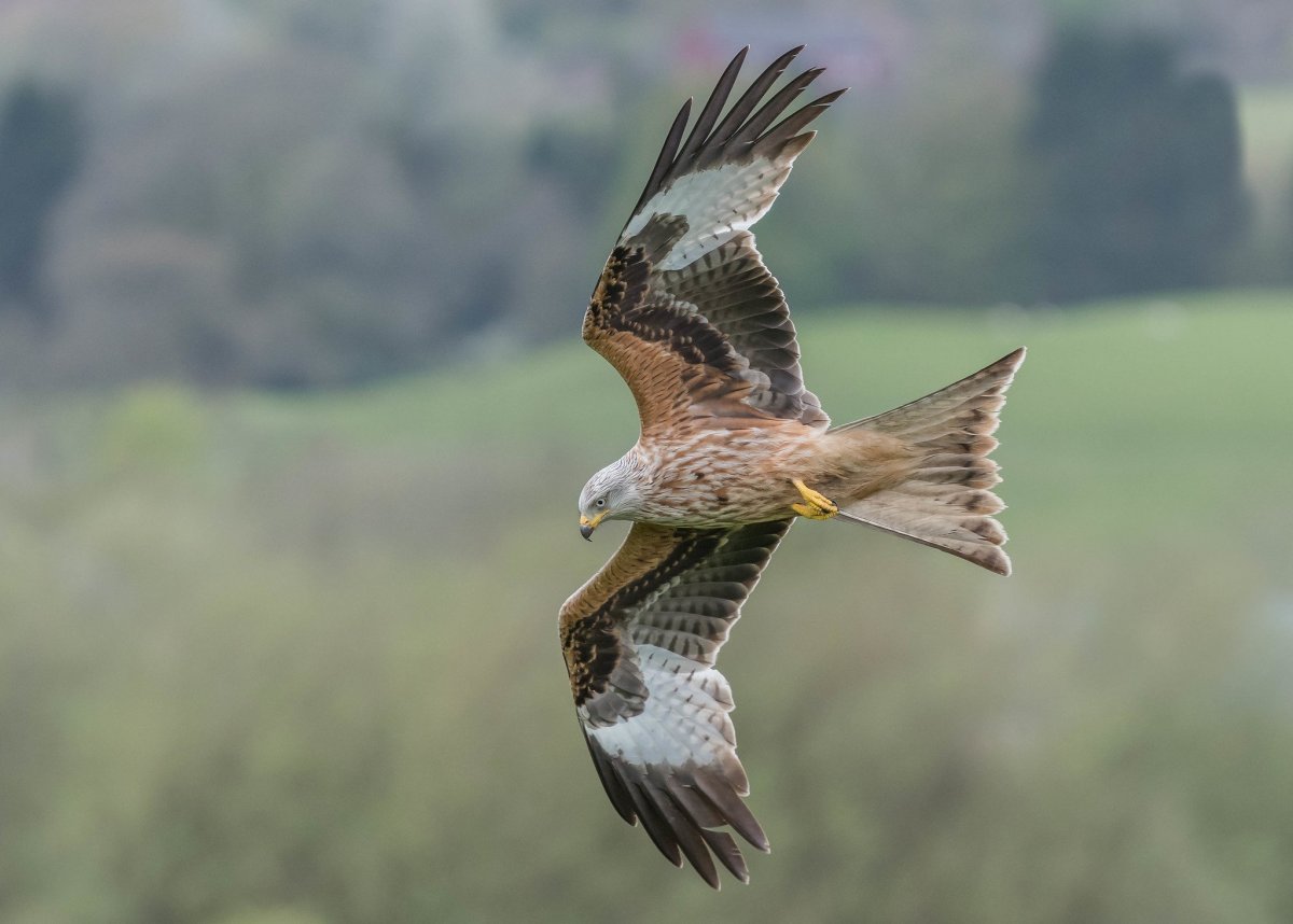 Красный Коршун Milvus Milvus