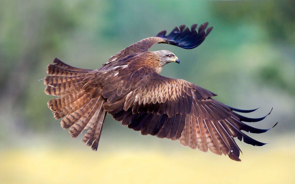 Коршун Куркуль