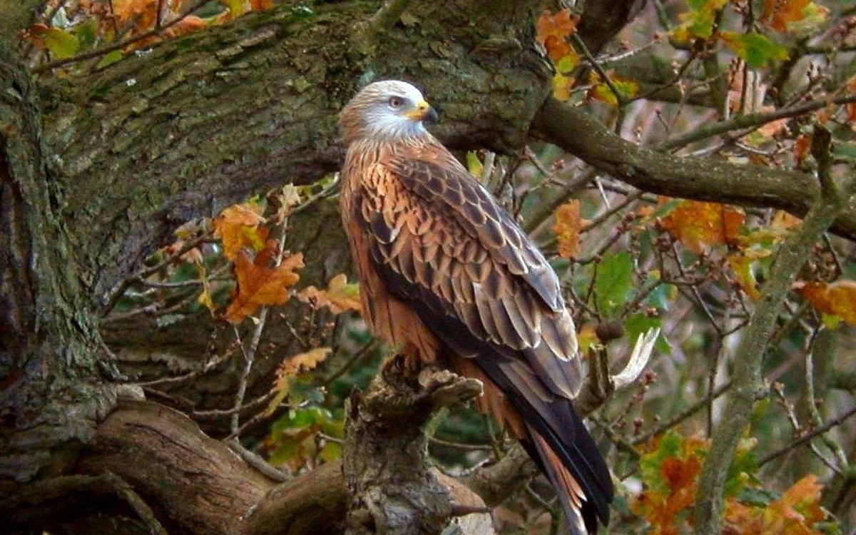 Осень Хищные птицы