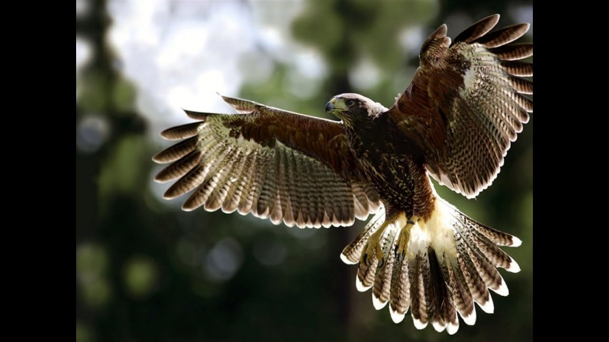 Ястреб в полете