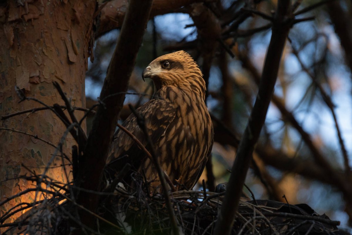 Мокрый Коршун