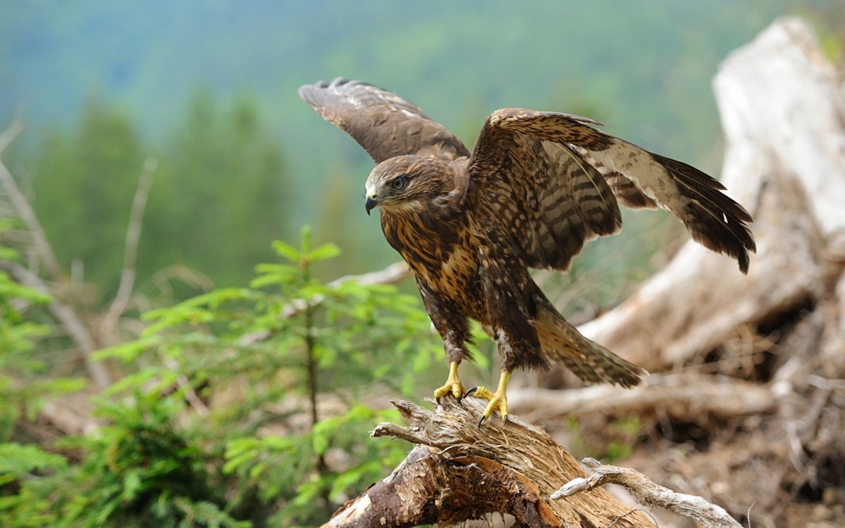 Коршун тетеревятник