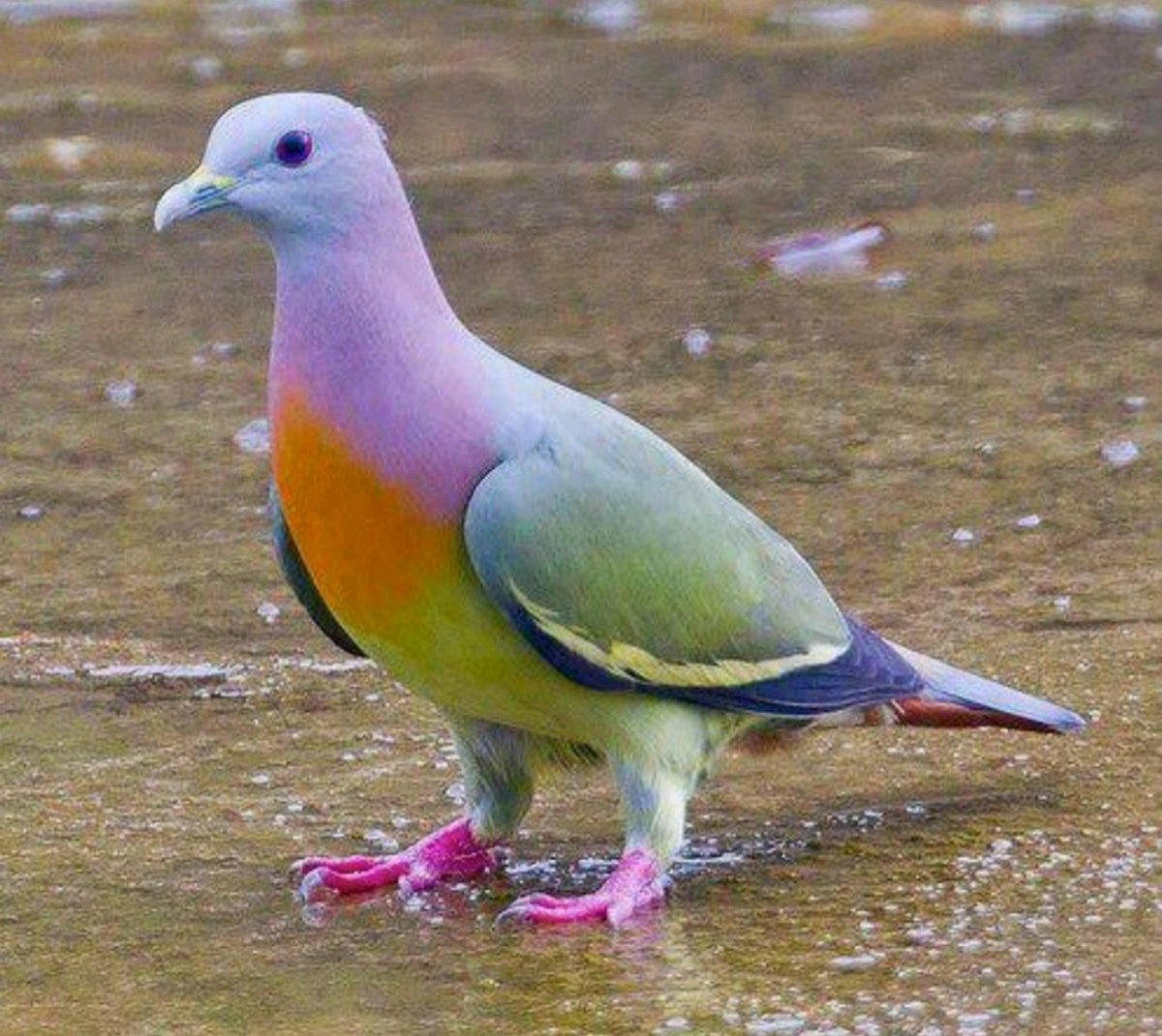 Розовошейный голубь