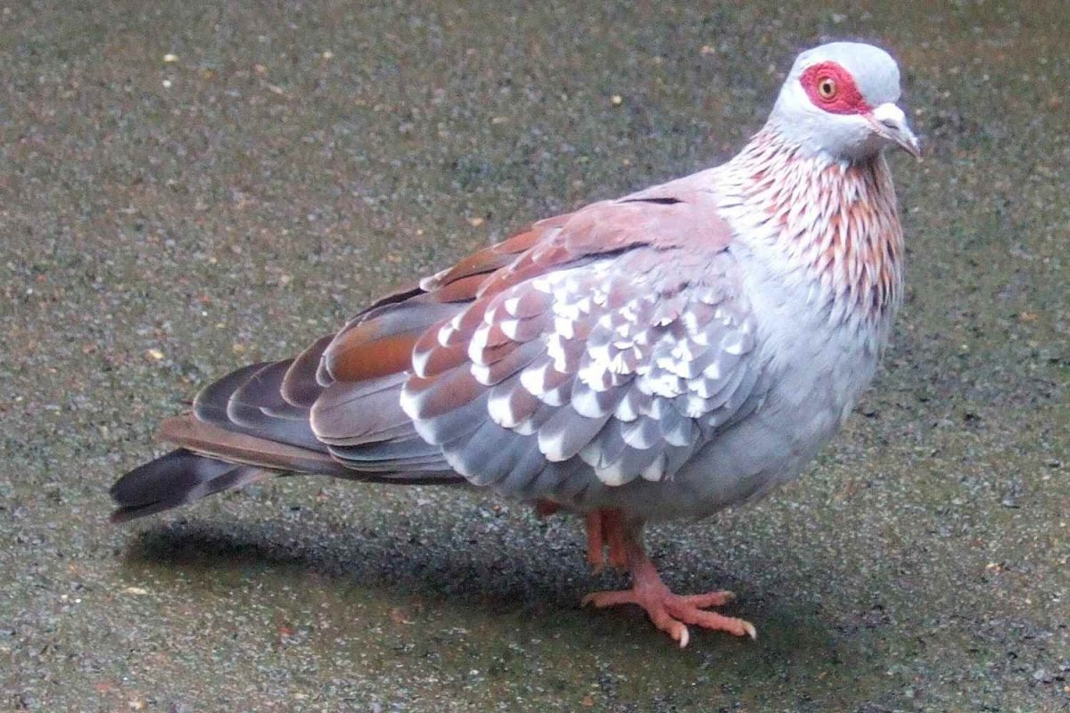 Берберийский голубь