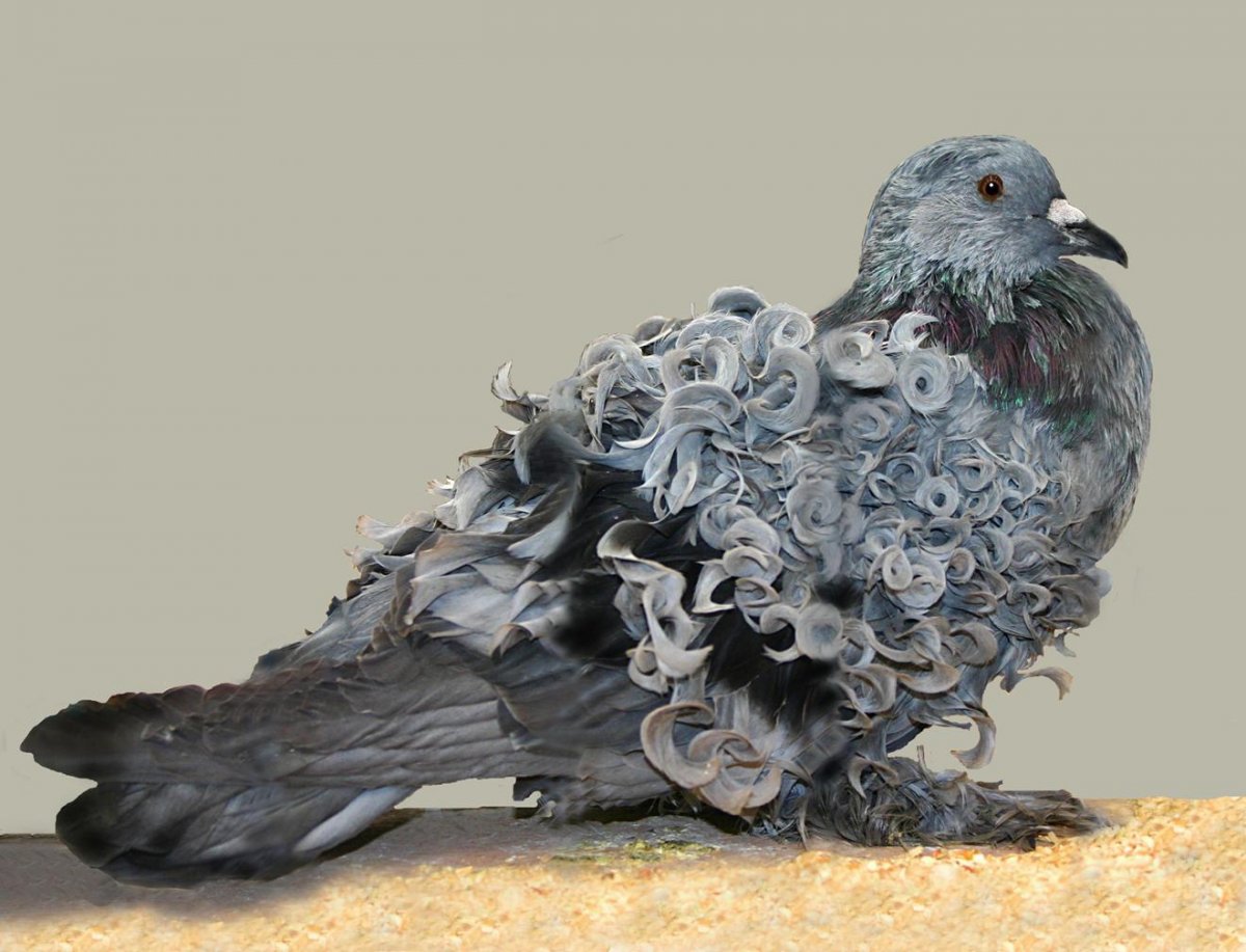 Grey Frillback Pigeon