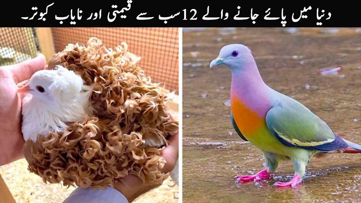 Кудрявые голуби