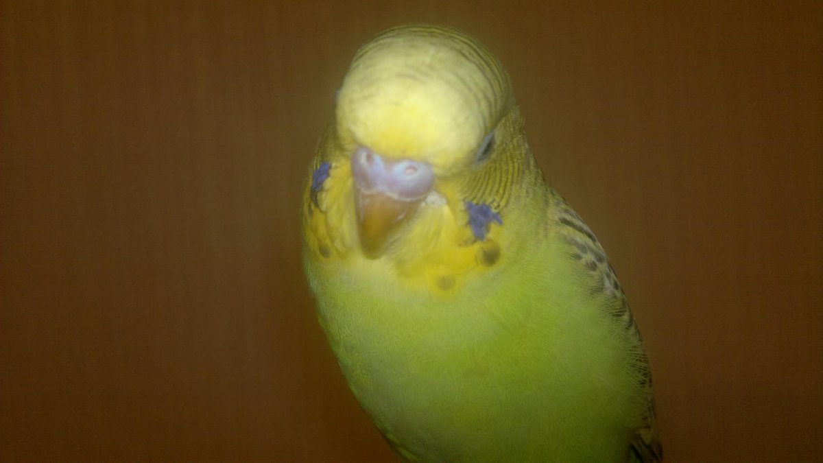 Болезни волнистых попугаев - белый нарост на клюве