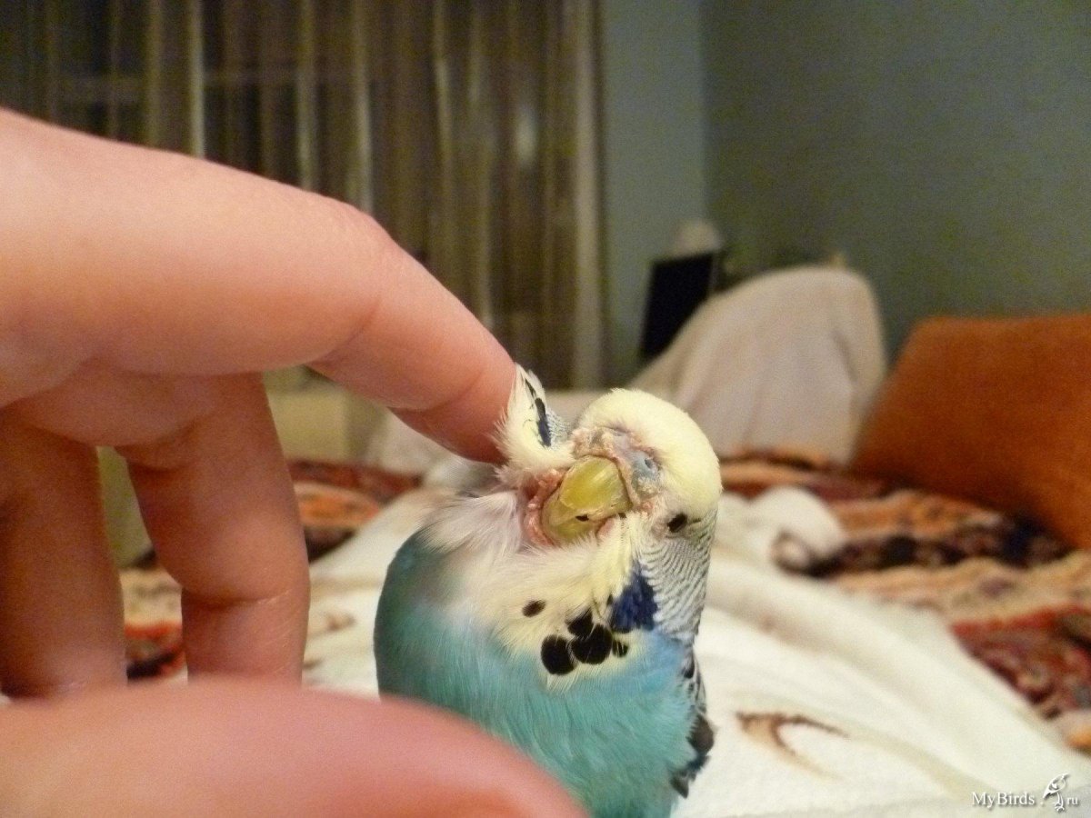 Нарост на клюве у волнистого попугая