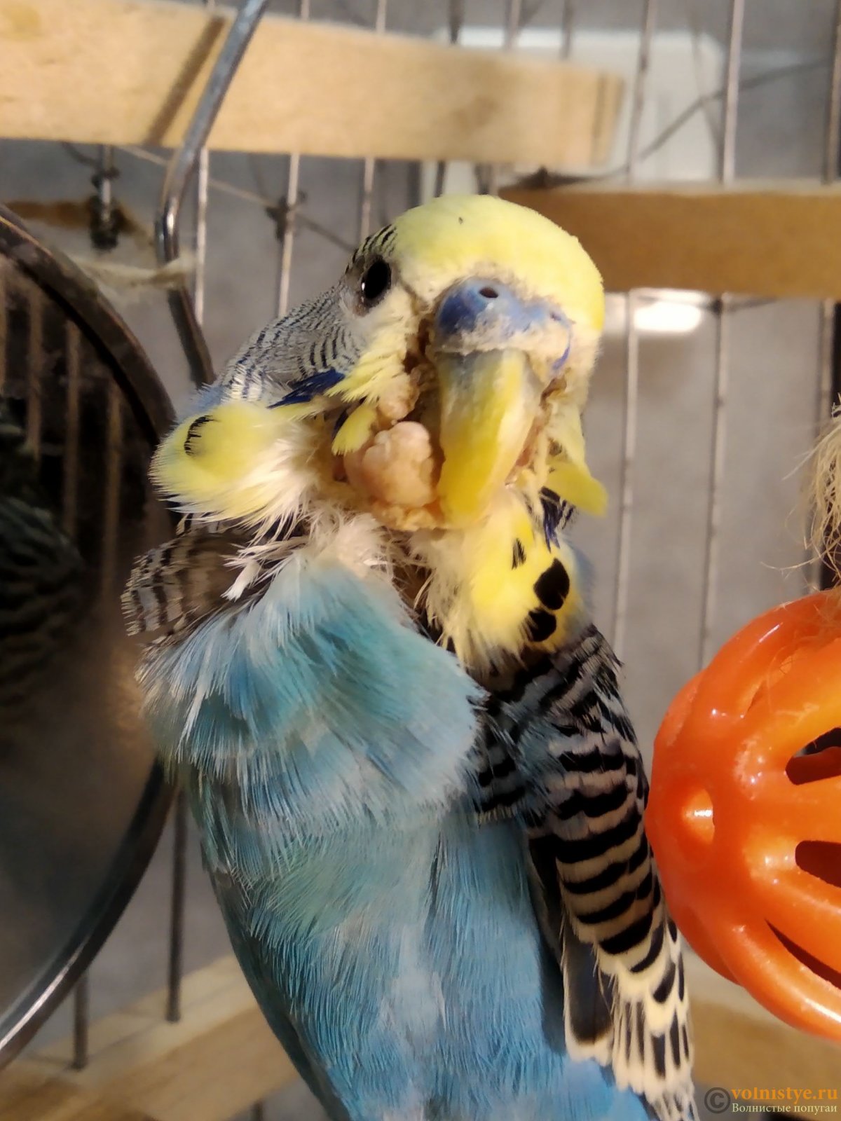Болезни волнистых попугаев возле клюва