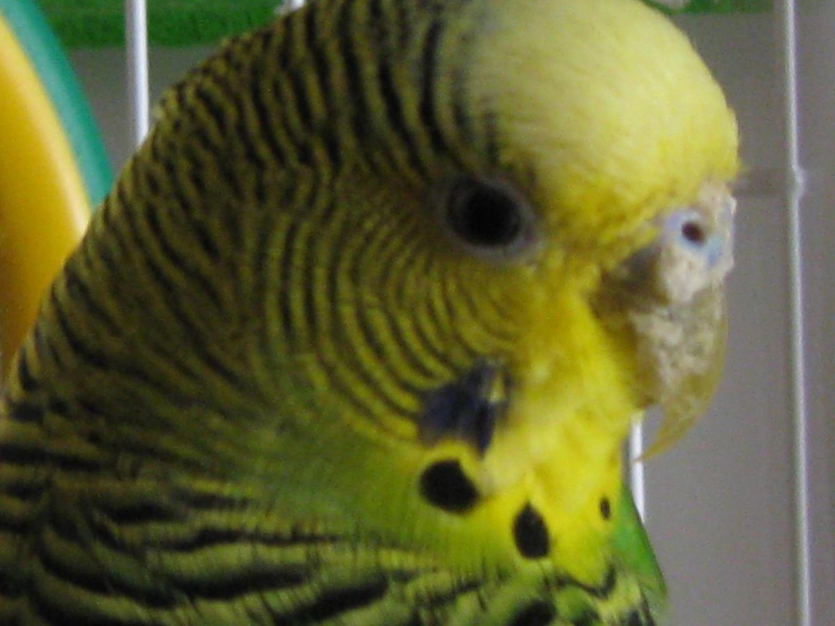 Аллергия на волнистого попугая