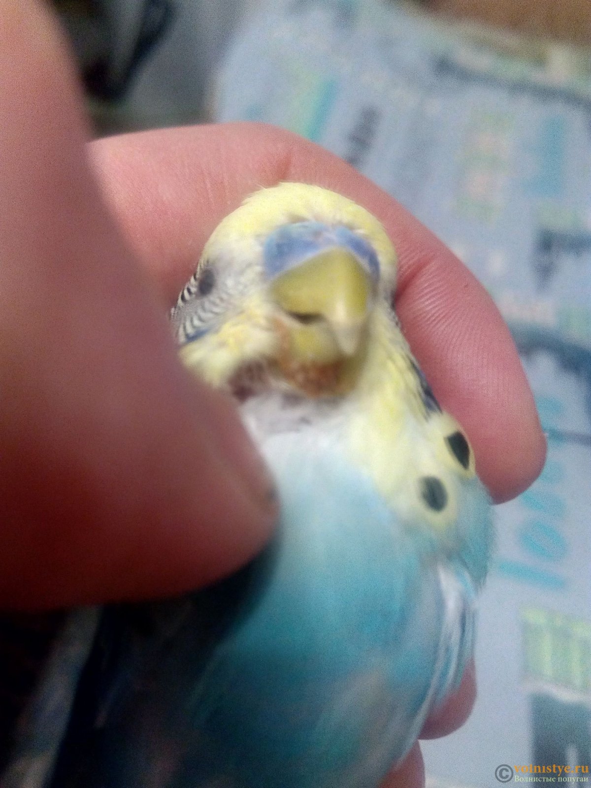 Нижний клюв у волнистого попугая