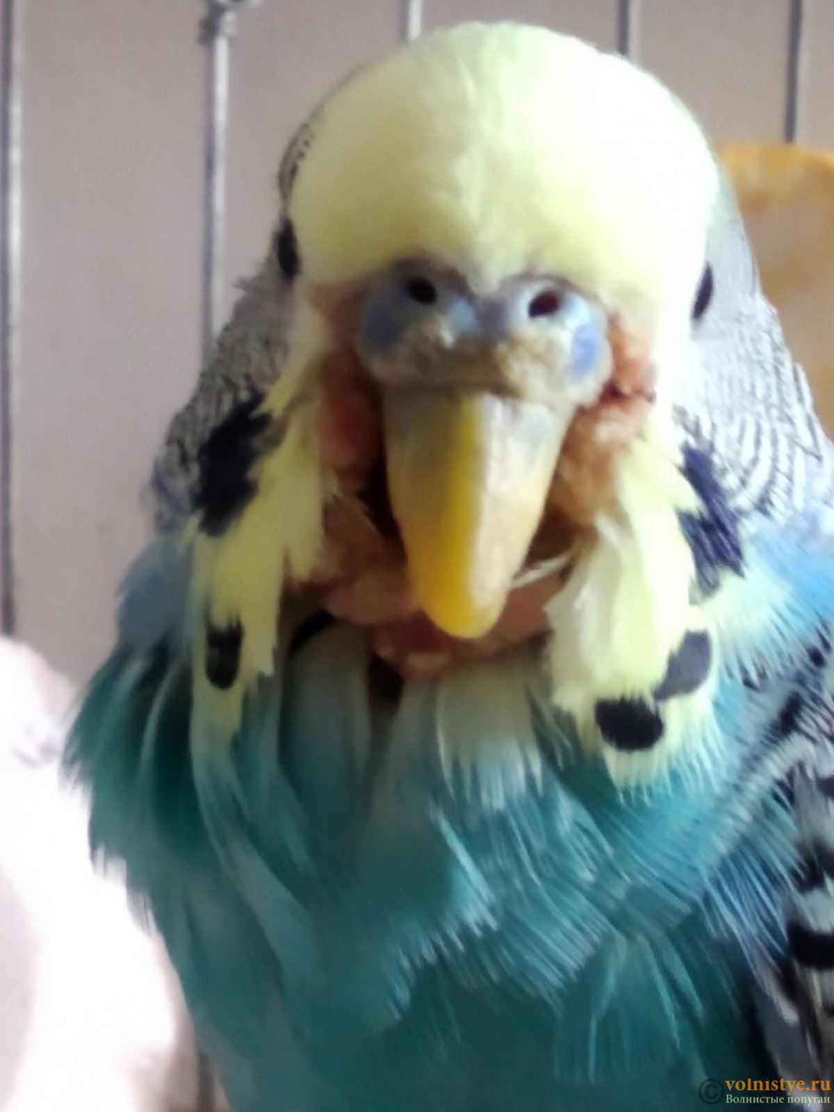 Неправильный прикус у попугая