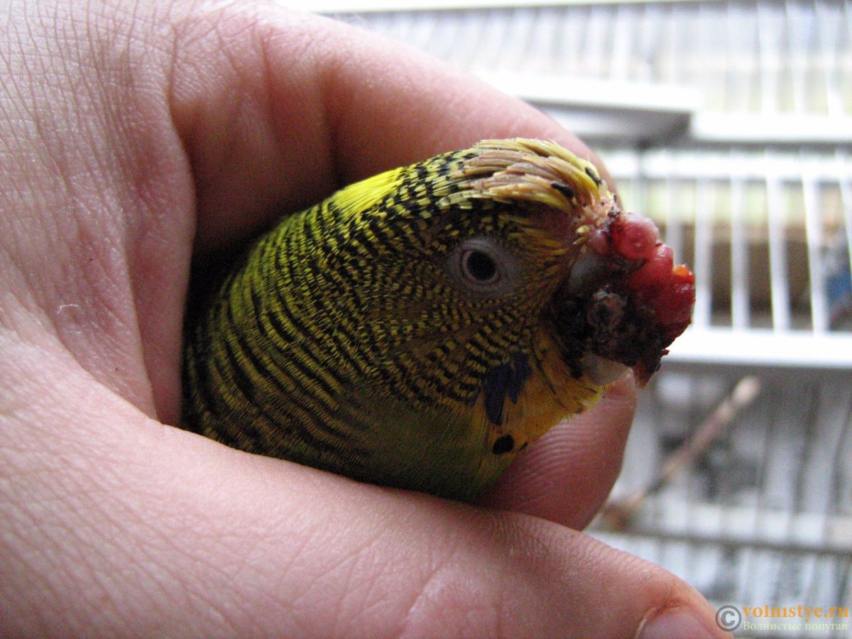 Нарост на клюве у волнистого попугая