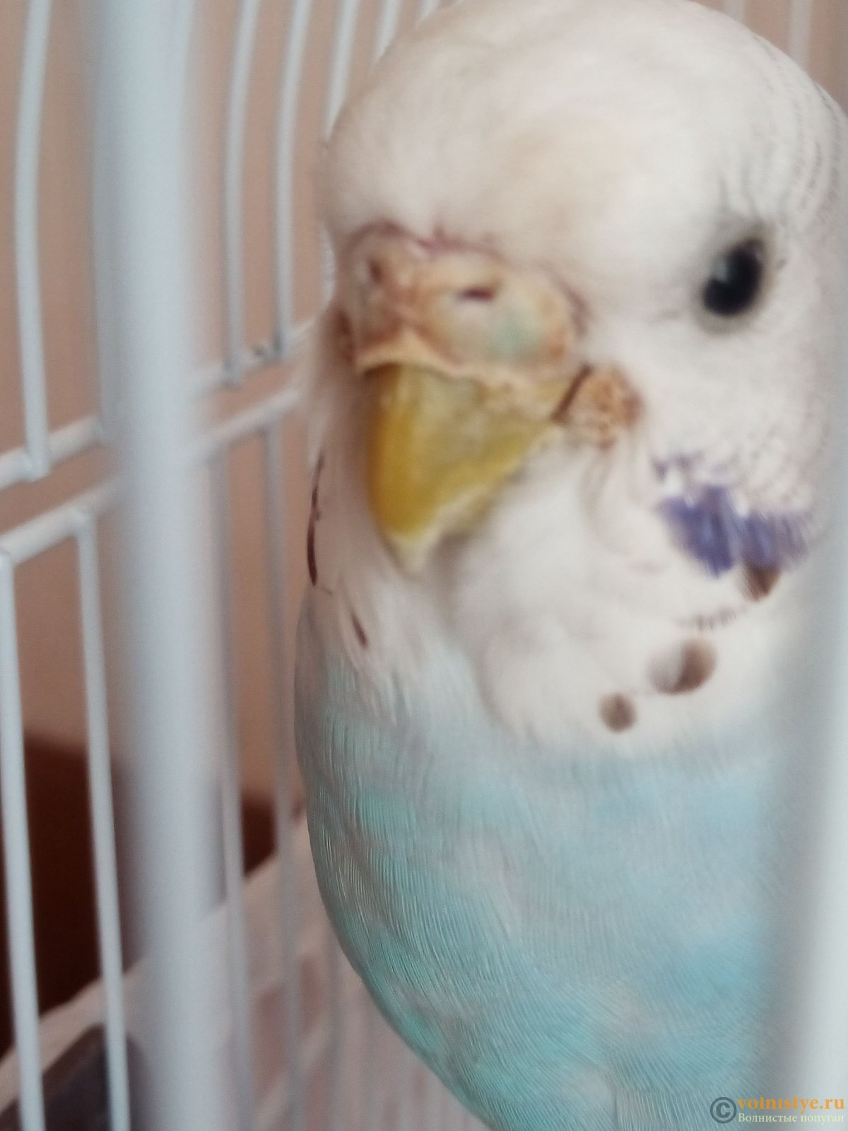 Нарост возле клюва у волнистого попугая