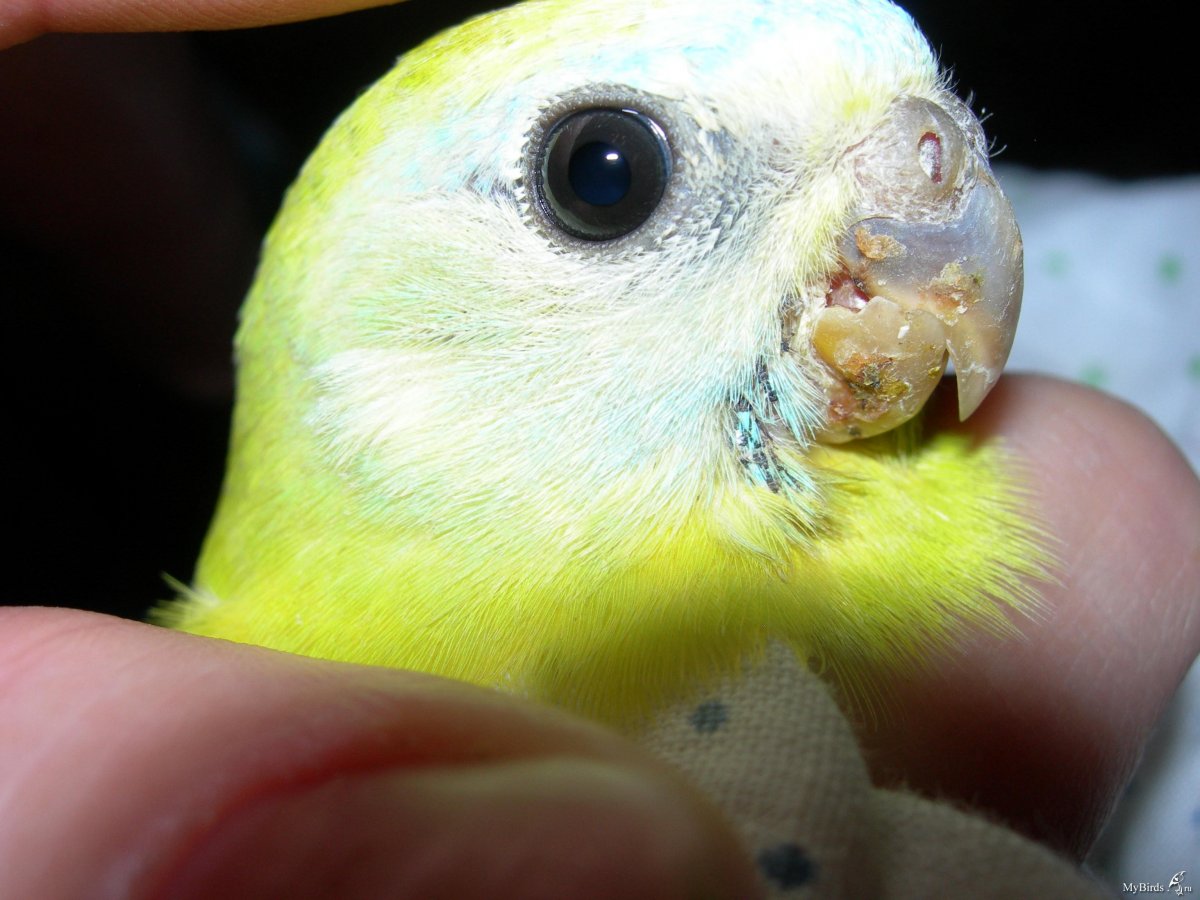 У попугая наросты возле клюва