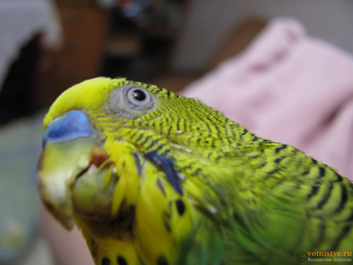 Опухоли около клюва у волнистых попугаев