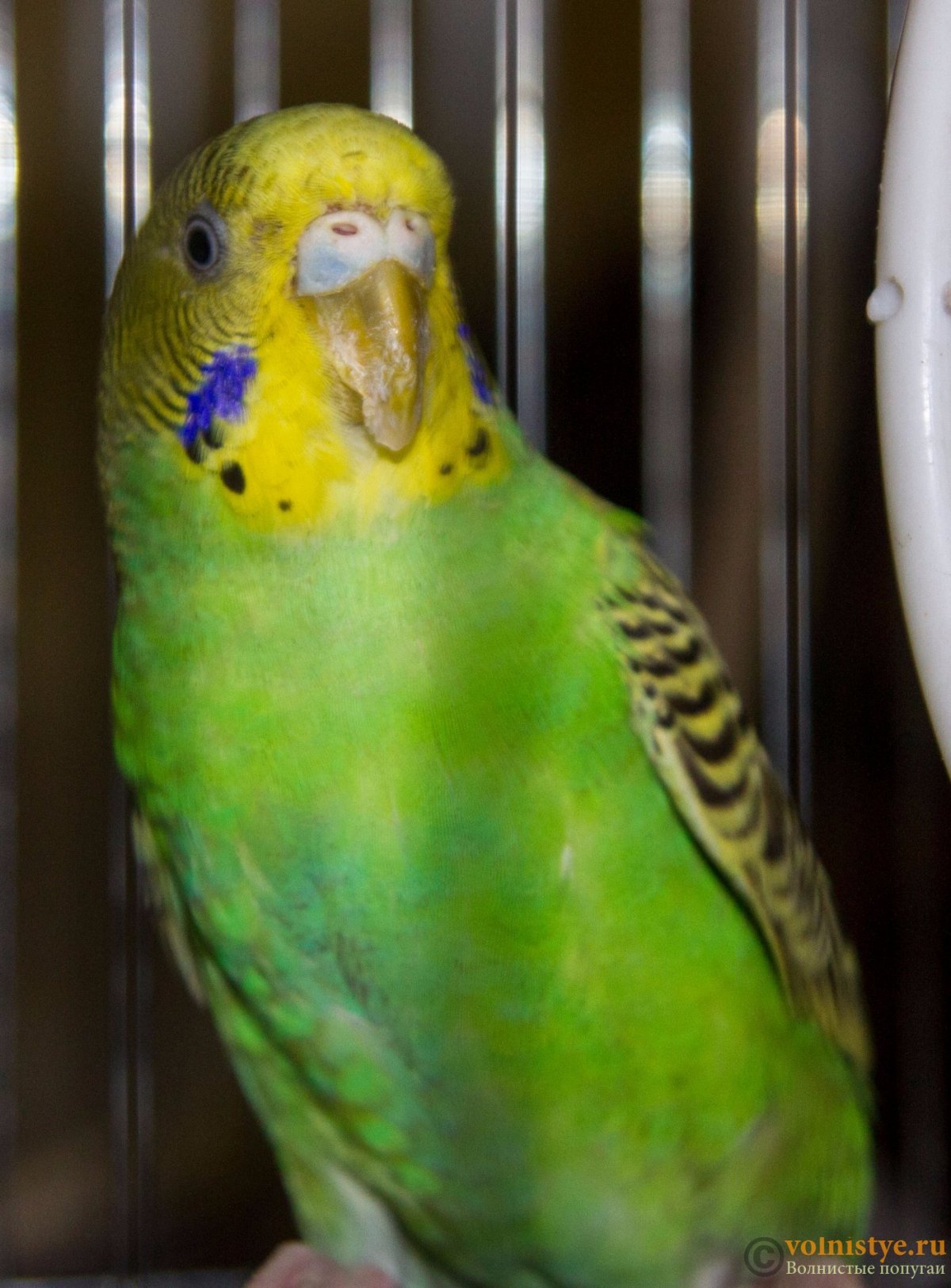 Нарост у попугая на клюве