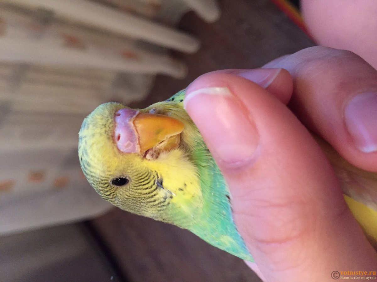 Наросты на клюве