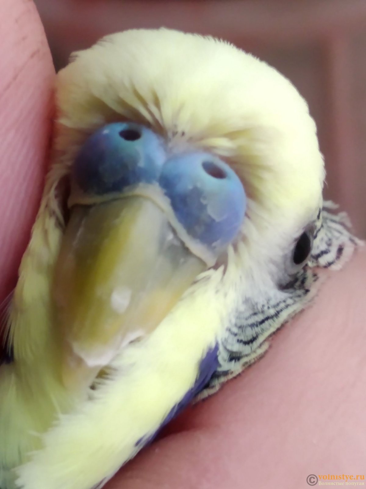 Строение клюва волнистого попугая