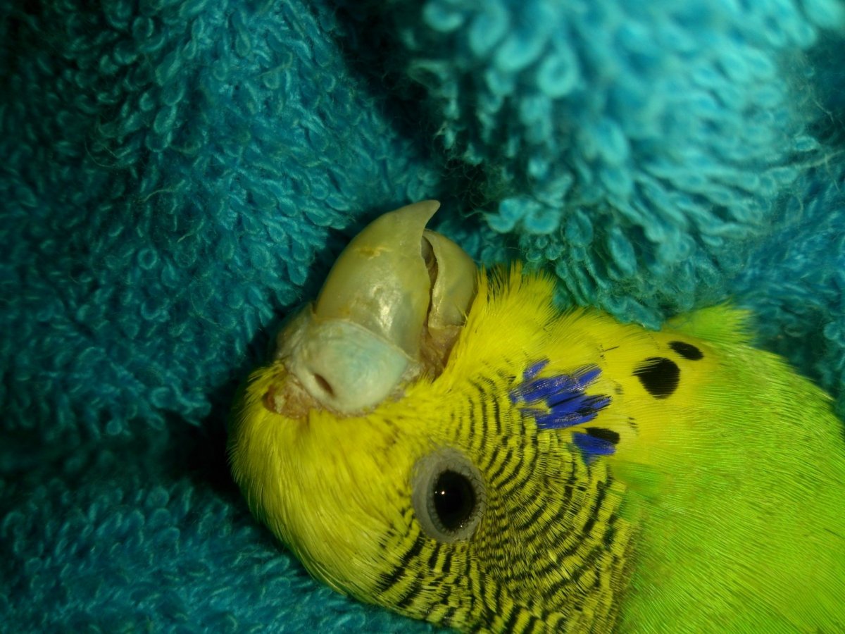 На спине у волнистого попугая наросты