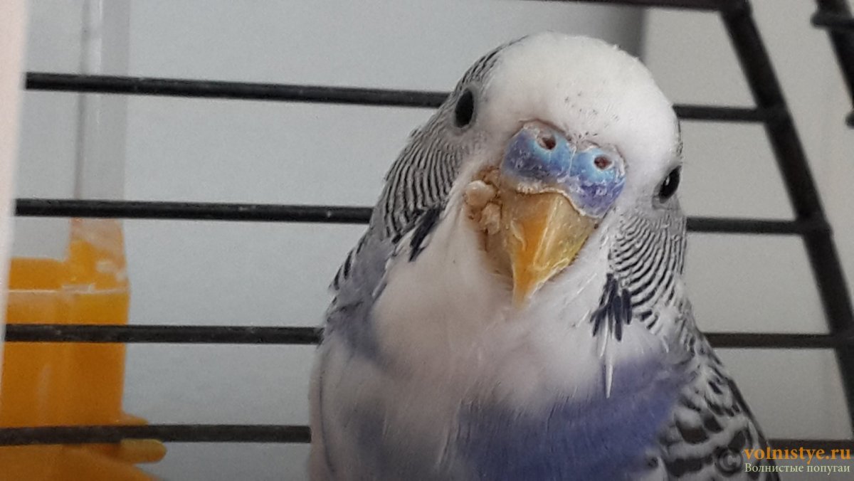 Нарост около клюва у волнистого попугая