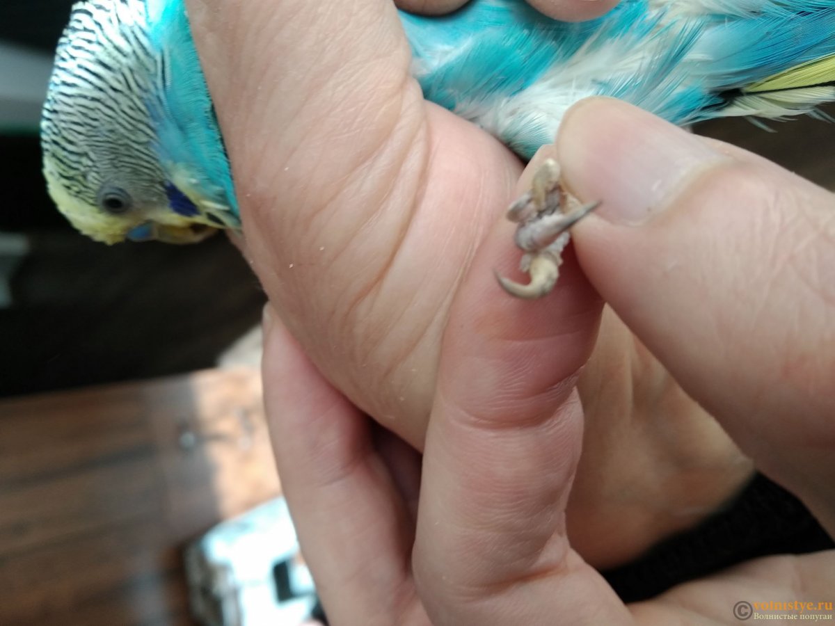 Корочка на клюве у попугая волнистого