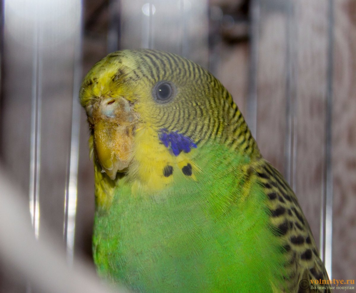 Нарост у попугая на клюве