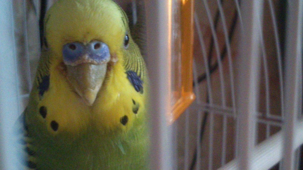 У попугая облысела около клюва