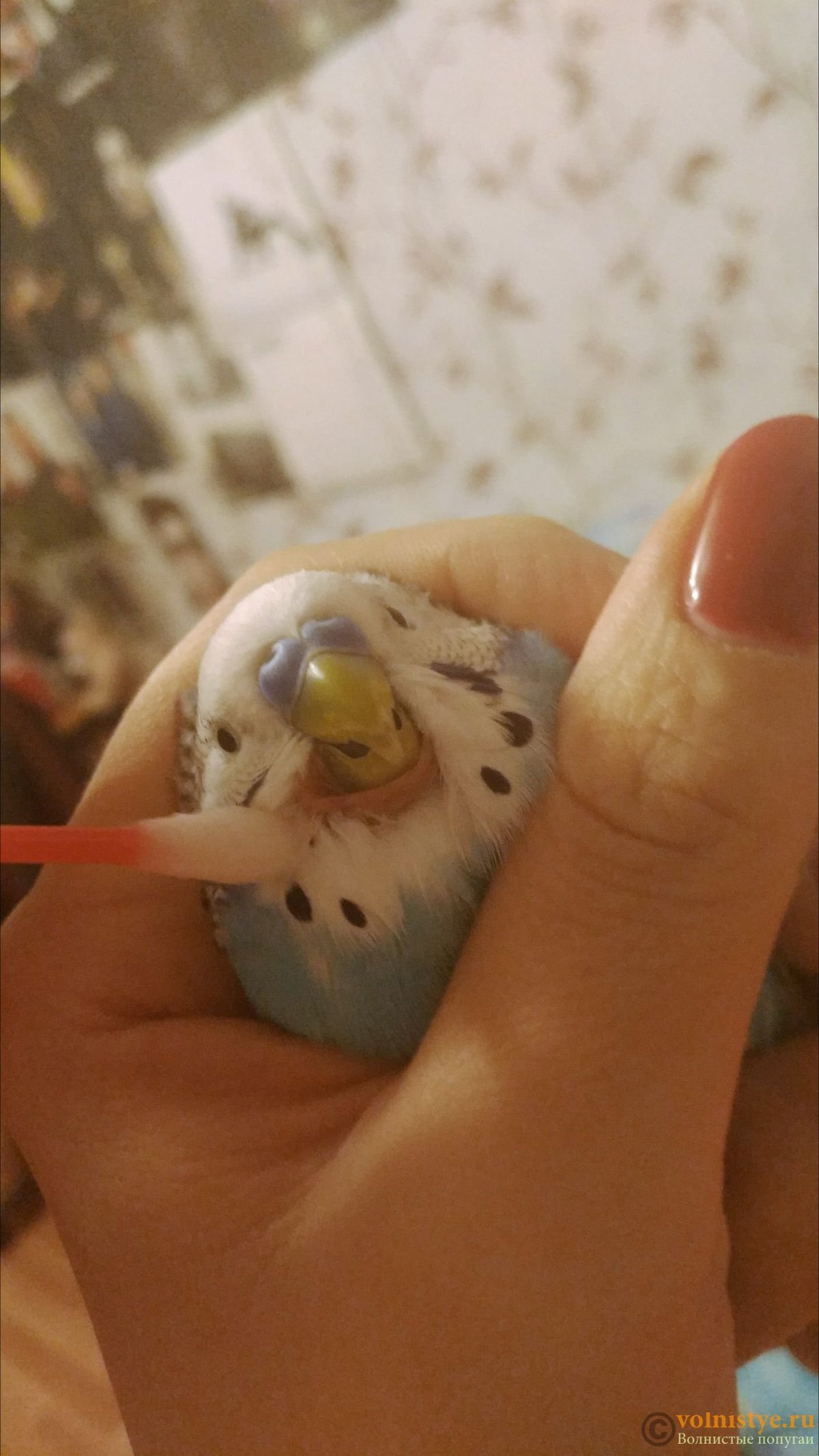 Нарост под клювом у волнистого попугая