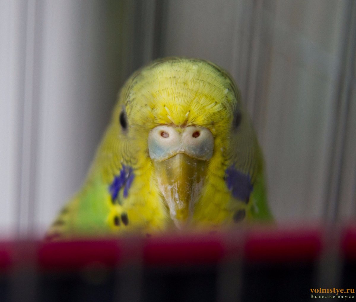 Пятно на клюве волнистого попугая