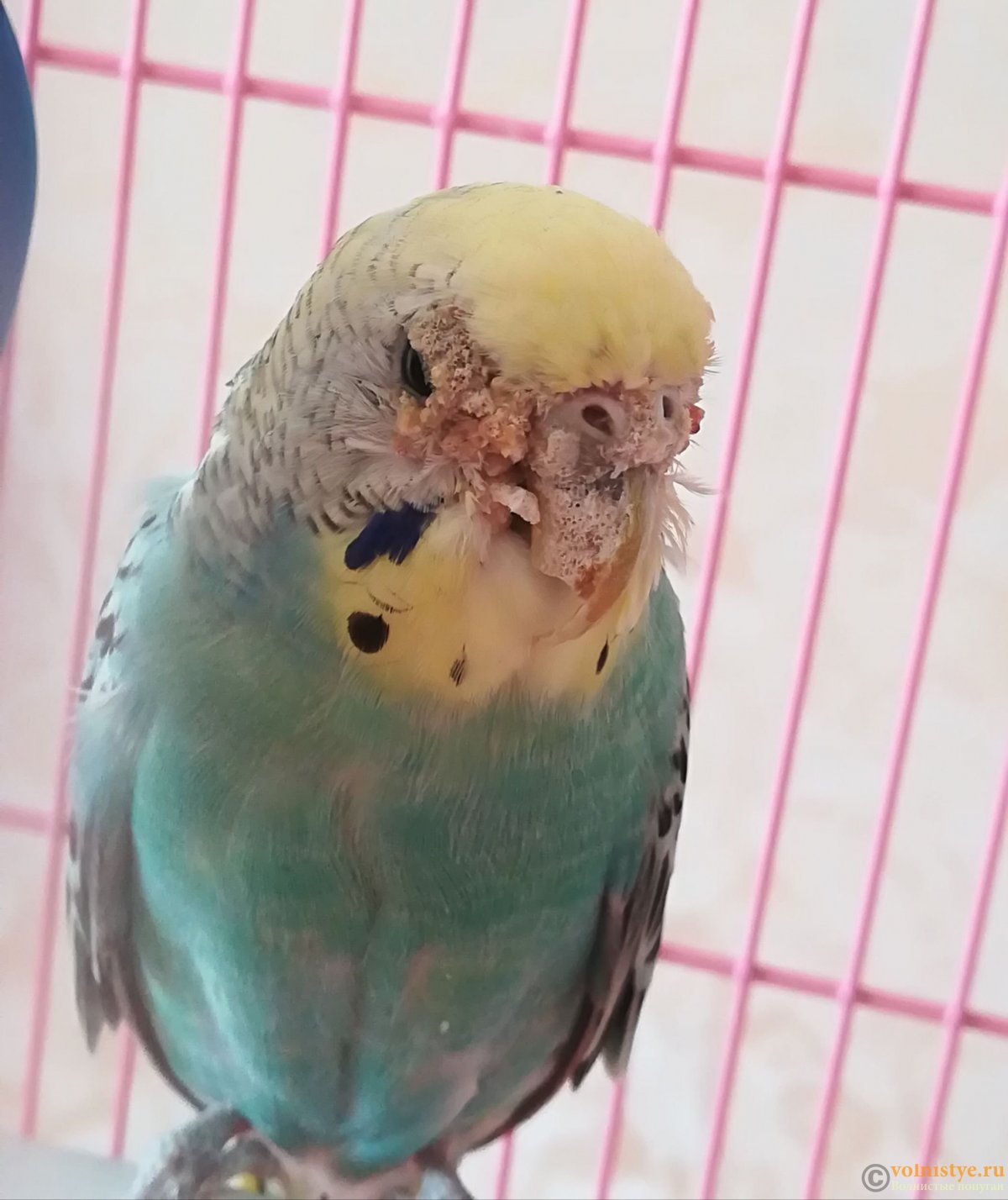 У попугая наросты возле клюва