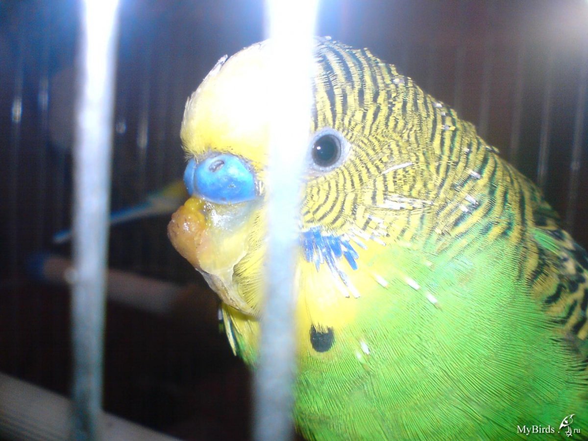 Желтые наросты на клюве попугая