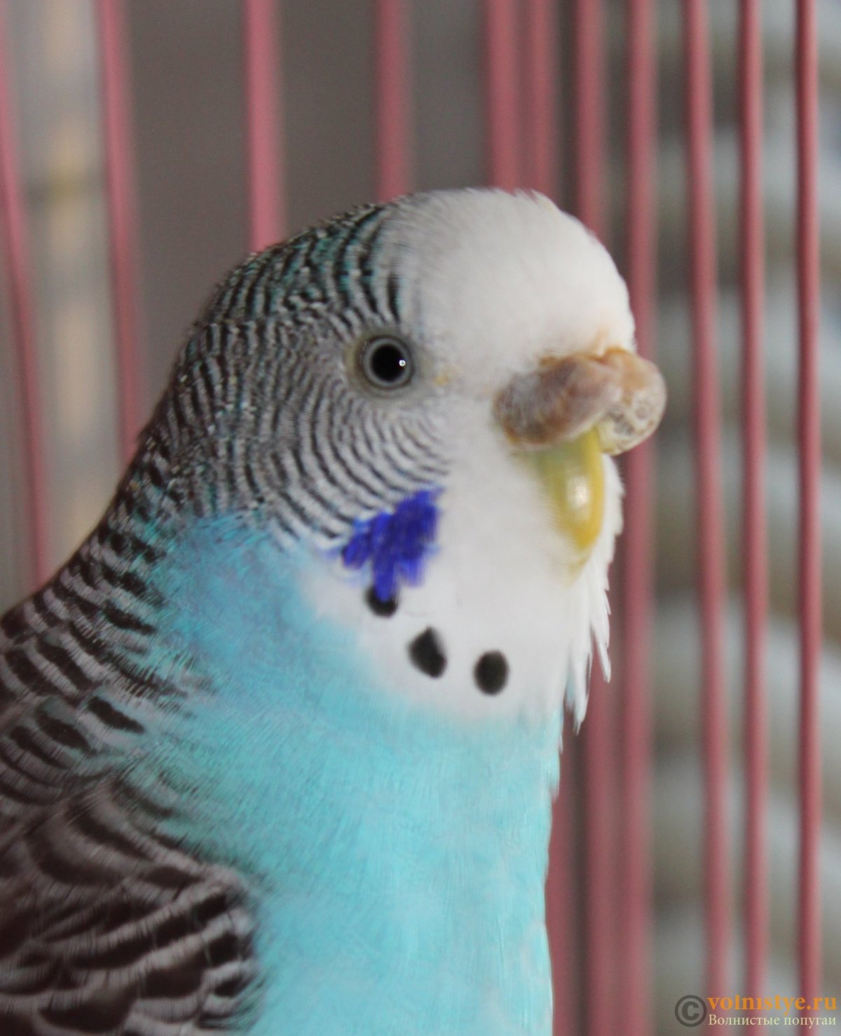 Нос волнистого попугая