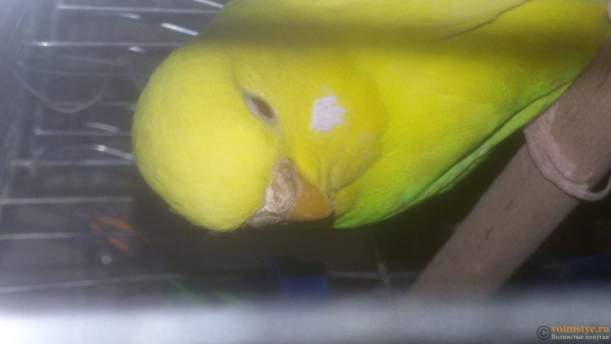 Нарост у попугаев на попе